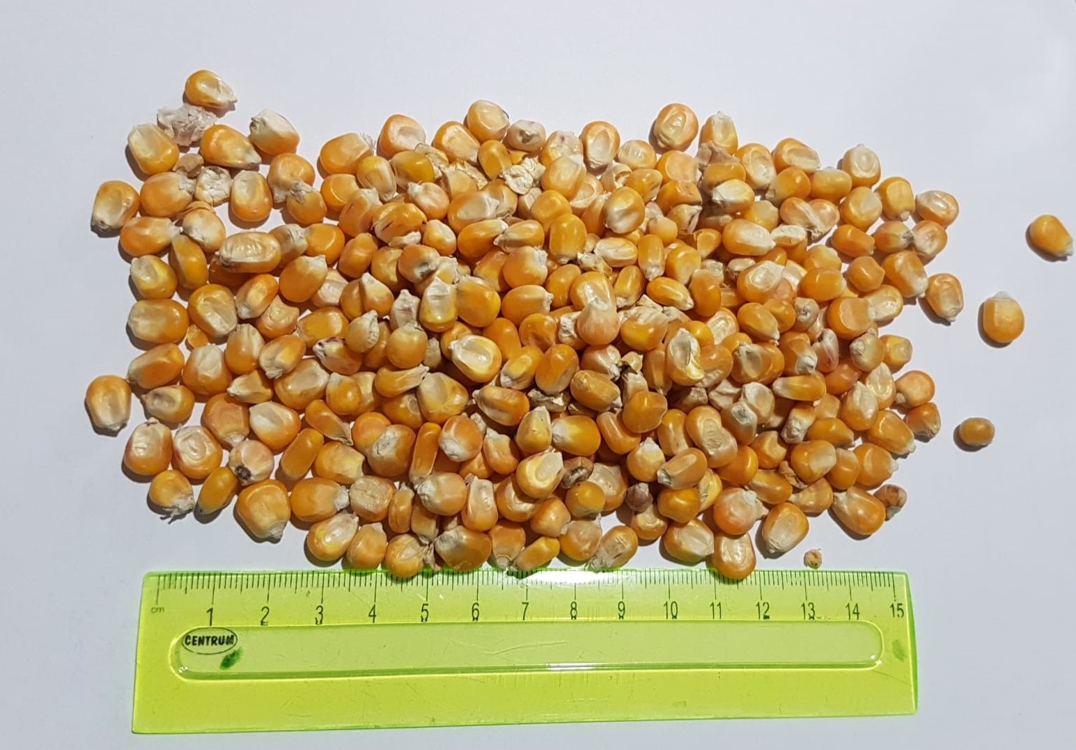 Sprzedam kukurydzę 25kg, BB lub luzem