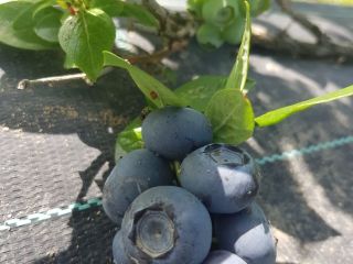 Sprzedaj Blueberry Duke więcej informacji pod numerem