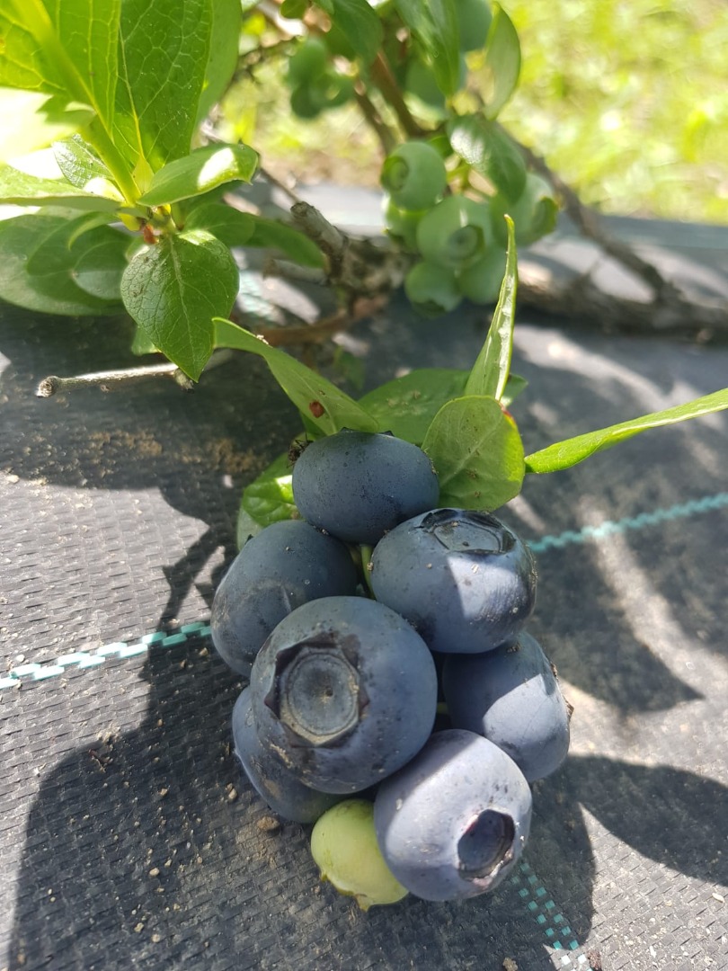 Sprzedaj Blueberry Duke więcej informacji pod numerem