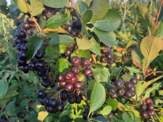 100% Organiczna Aronia Melanocorpa!