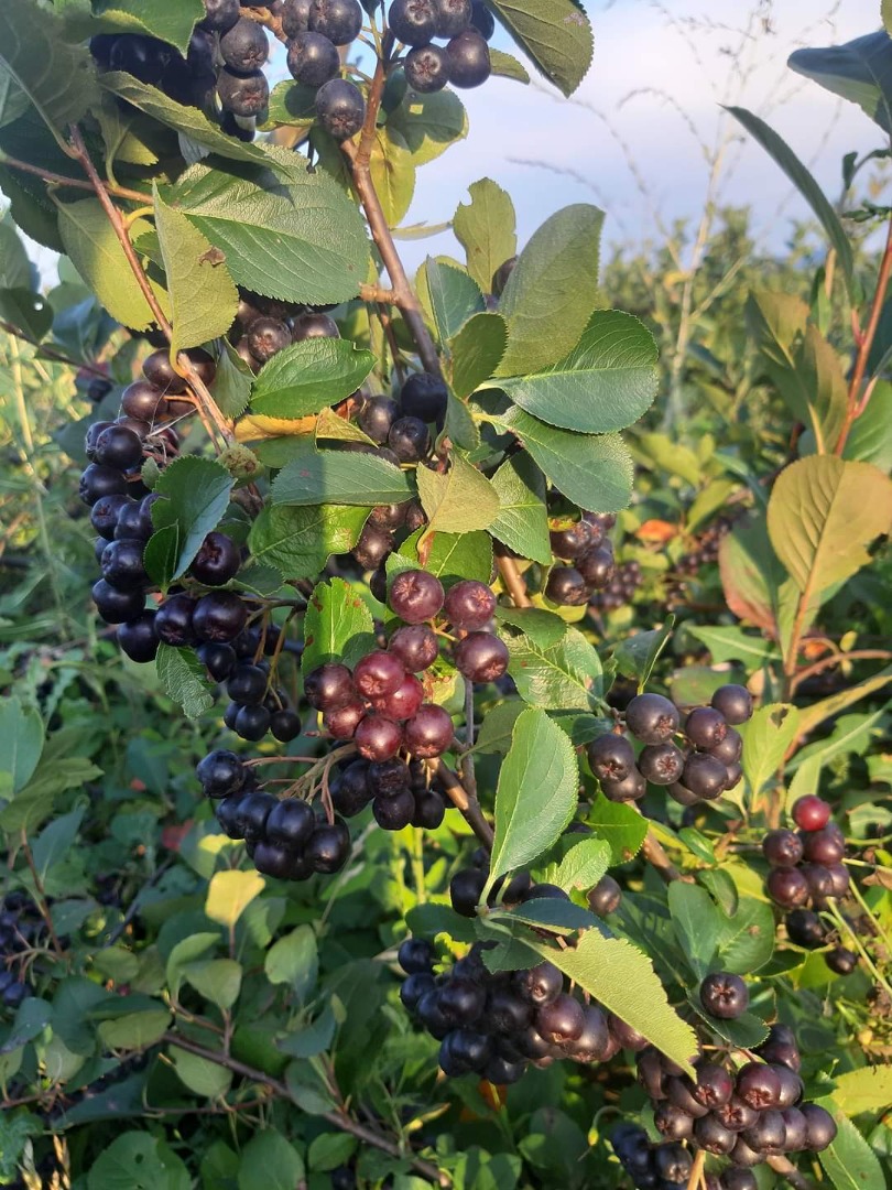100% Organiczna Aronia Melanocorpa!