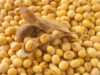 Soja GMO pochodzenia z Ukrainy, Wilgotność do 12%, Białko