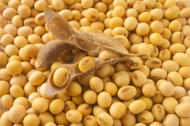 Soja GMO pochodzenia z Ukrainy, Wilgotność do 12%, Białko 36-38%, Zanieczyszczenia 2%, Pakowane w BigBagi, Dostawa DAP