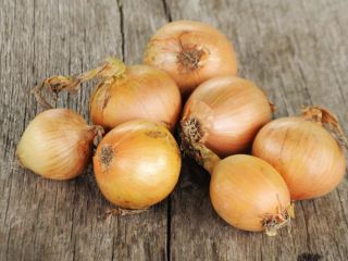 Kupię cebulę 20-30 ton miesięcznie