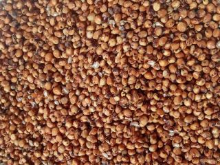 Oferujemy sorgo czerwone, 232 m, zlokalizowane w południowo-zachodniej części