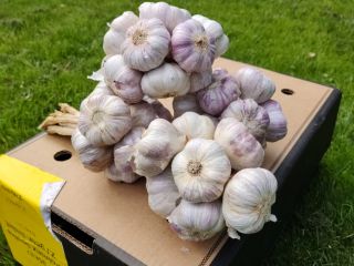 Witam,w sprzedaży świeży czosnek Harnaś. Kaliber 5,5-6cm. Zapraszam do