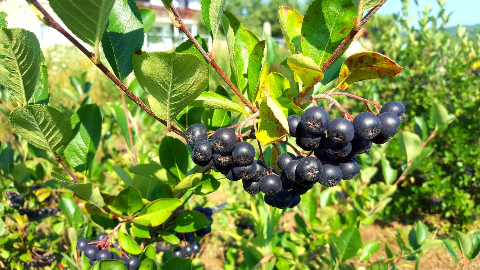 Sprzedam 7-8 ton aronii, chcę wiedzieć czy są jacyś nabywcy! Cena: 2,00 €/kg netto Do negocjacji.Bardzo wysokie wskaźniki zawartości owoców!
