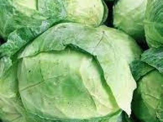 Producent, Prowadzimy sprzedaż hurtową kapusty letniej, począwszy od 11