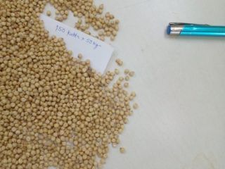 Witaj Sir/Ma Sprzedajemy nasiona sorgo, mamy dostępne zapasy do