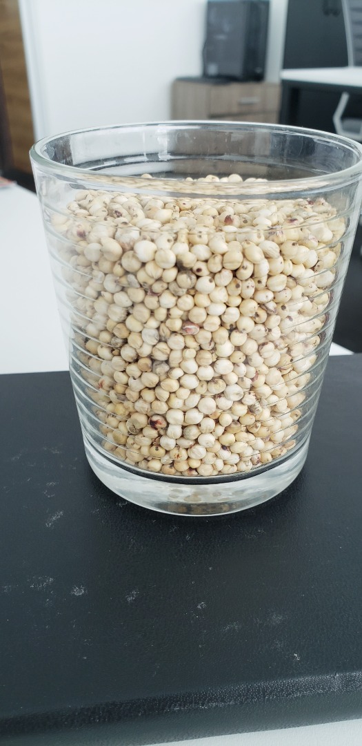 Oferujemy sorgo białe własnej produkcji
