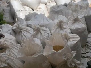Oferujemy sprzedaż ziaren soi dla klientów o wysokich wymaganiach
