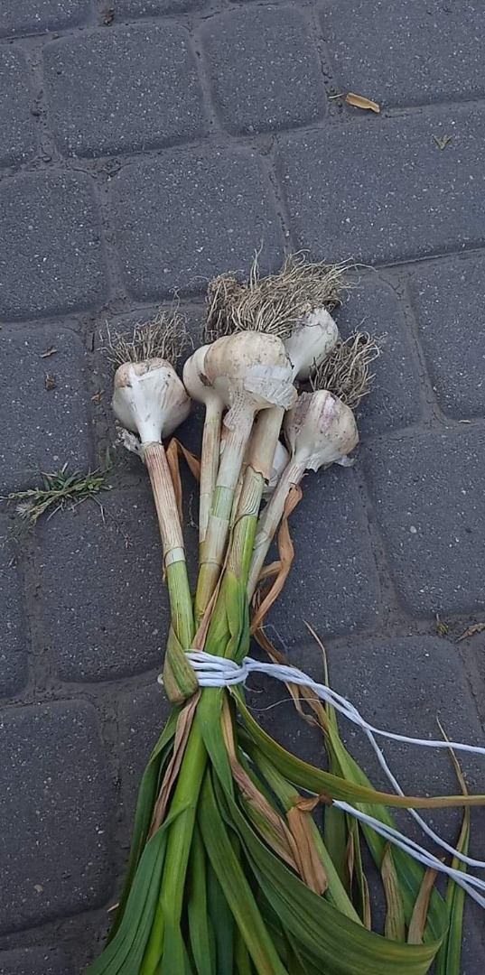 Sprzedam duże ilości czosnku