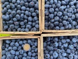 Witam, Oferuję sprzedaż borówki amerykańskiej zbieranej ręcznie z własnej