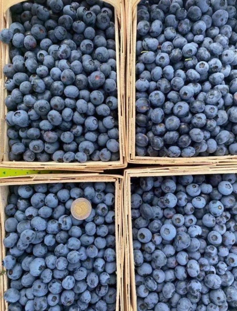 Witam, Oferuję sprzedaż borówki amerykańskiej zbieranej ręcznie z własnej plantacji