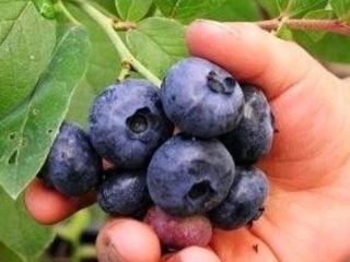 Witam, Oferuję sprzedaż borówki amerykańskiej zbieranej ręcznie z własnej