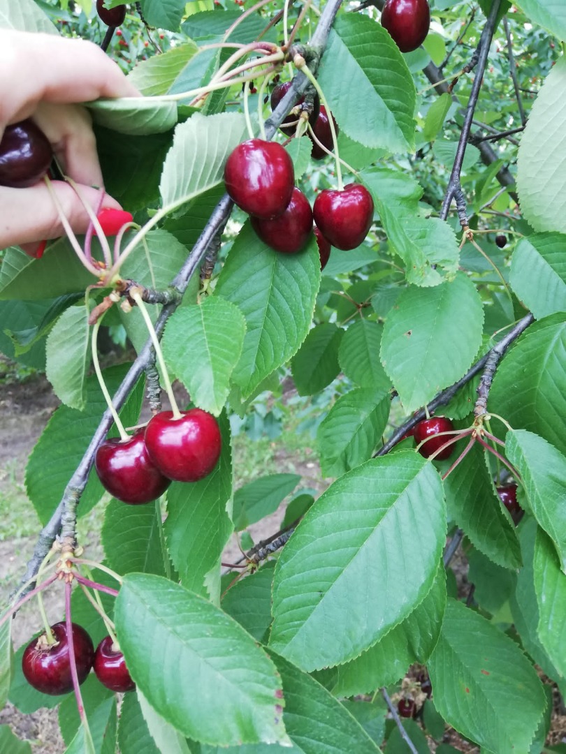 Sprzedam smaczne, codziennie rwane czereśnie