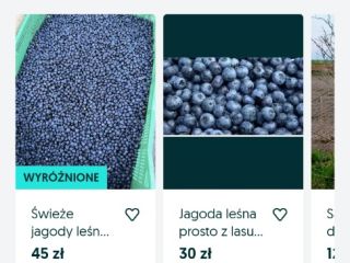 Jagoda leśna ręcznie zbierana