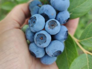 Oferuje do sprzedaży ekologiczna borówkę amerykańską (mam certyfikat) ,