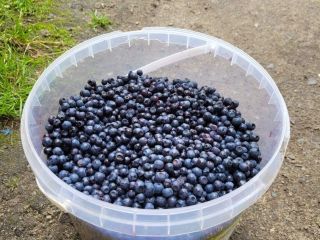 Sprzedam świeże, ręcznie zbierane jagody!! 35zl/za kg!! Zapraszam