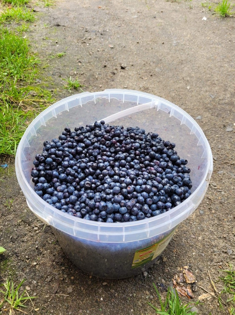 Sprzedam świeże, ręcznie zbierane jagody!! 35zl/za kg!! Zapraszam
