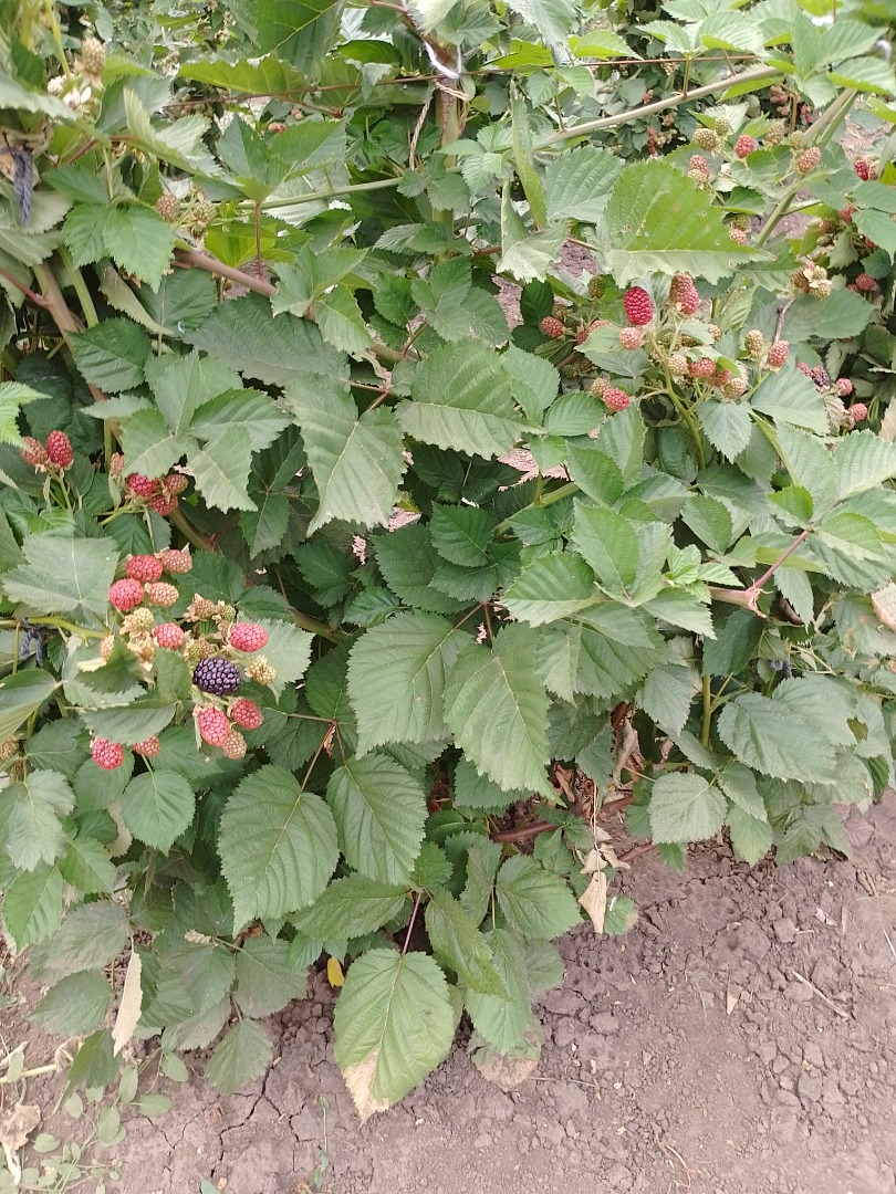 SPRZEDAŻ WIĘCEJ bio Cierni wygląd i przyjemny smak