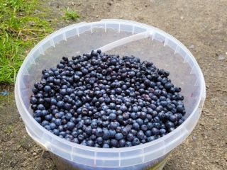 Kaufen Waldbeeren, handverlesen. In Gubin, Polen (10 km von