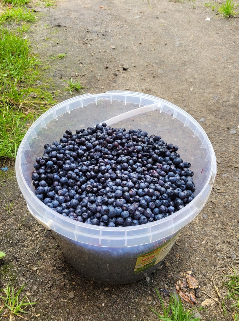 Kaufen Waldbeeren, handverlesen