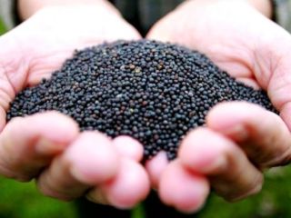 Sprzedam rzepak. Ukraina. Oferujemy dostawę. Cena podlega negocjacji.