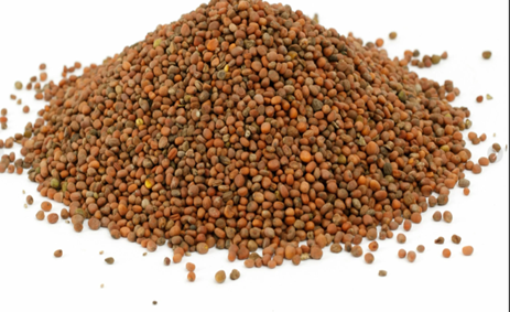 Oferujemy wysokiej jakości zboża (Lucerna, Kostrzewa, SainfoinЮ, Życica, Koniczyna, Facelia, Ostropest plamisty, Tymotka pospolita, Rzodkiew, Gorczyca, Len