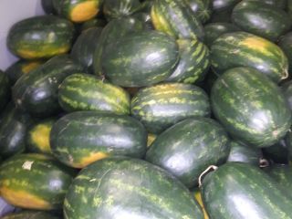Pierwsza klasa węgierskich melonów w sprzedaży od 10kg do