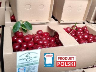 Polskie wiśnie. Najlepsza jakość i duży rozmiar. Zbiór ręczny.