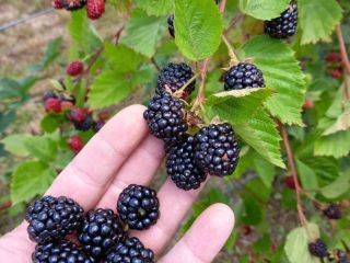 Mure bio, więc Thornfree