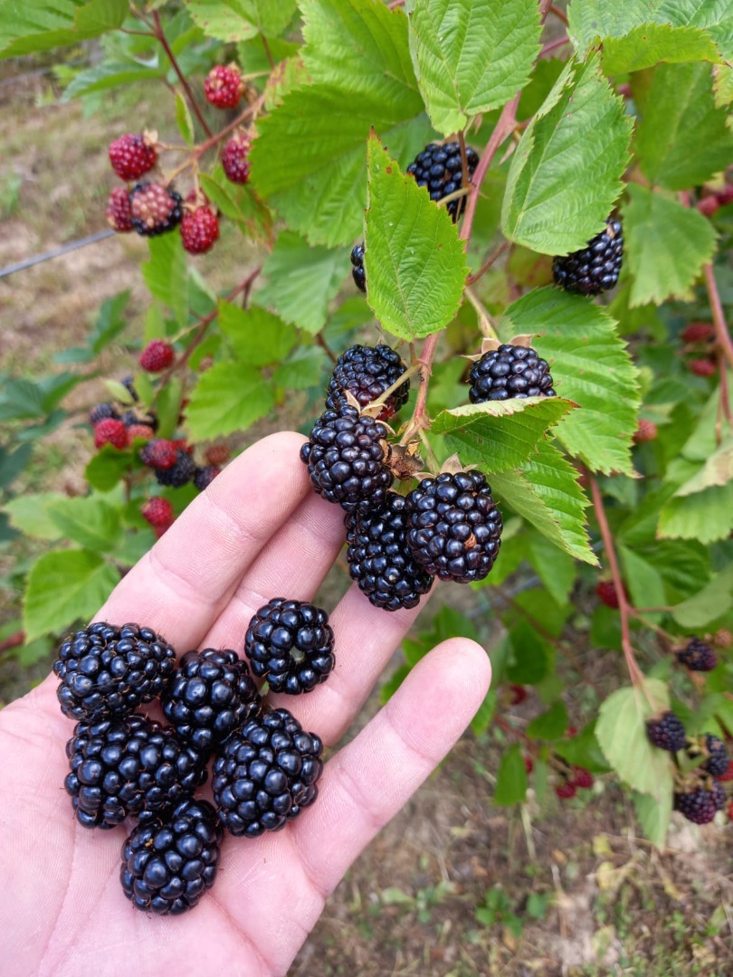 Mure bio, więc Thornfree