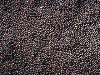 Oferujemy do sprzedaży rzepak pochodzenia ukraińskiego. Produkt będzie dostępny