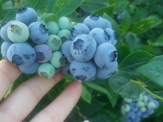 Sprzedam owoce borówki amerykańskiej z własnej plantacji. Owoce duże