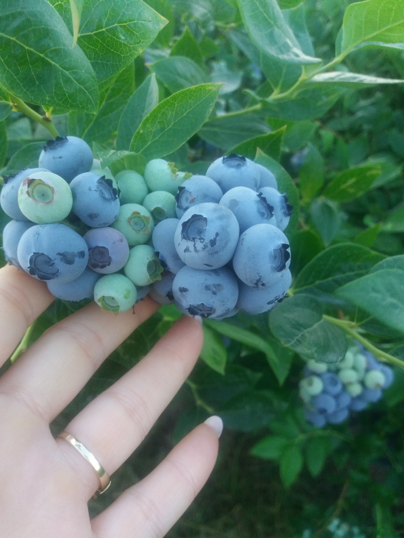 Sprzedam owoce borówki amerykańskiej z własnej plantacji