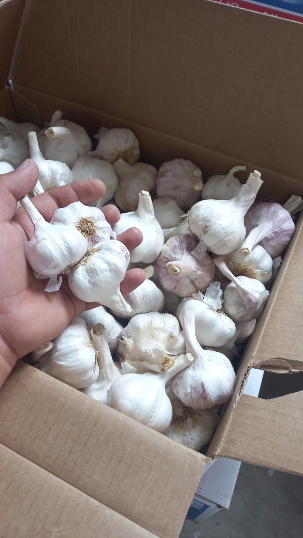 Sprzedam czosnek w dużych i małych ilościach, różne opakowania, worki 20, 10, 5 kg ziarna 250 gr Rumuński ekologiczny czosnek, oferuję fakturę i paragon!
