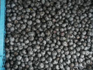 Sprzedam borówkę amerykańską .Duke,Bluecrop. Możliwość pakowania w panetki i