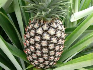 Najsłodszy ananas i najlepszy na świecie. Eksportujemy najlepszego ananasa