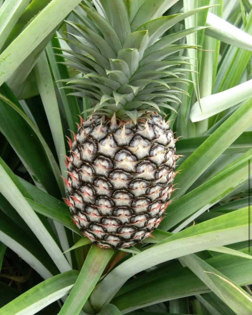 Najsłodszy ananas i najlepszy na świecie