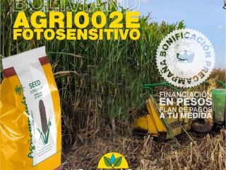 Silero sorgo agri002E do sadzenia producent agricomseeds kontakt z