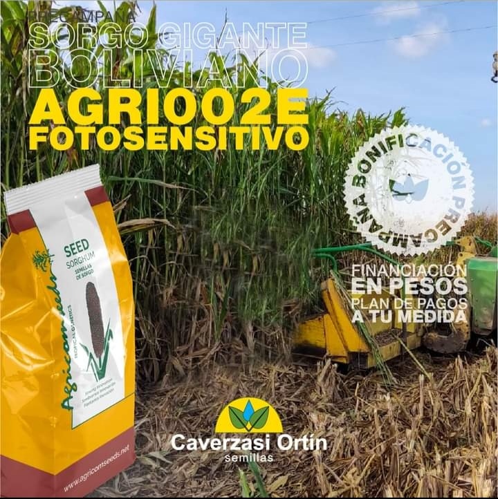 Silero sorgo agri002E do sadzenia producent agricomseeds kontakt z dystrybutorem firma Caversazi w Argentynie: pozdrowienia dla wszystkich