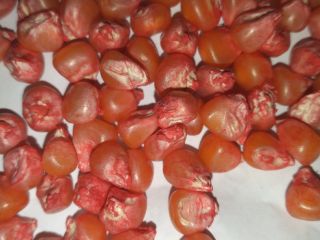 Nasiona kukurydzy do sadzenia Dystrybutor firmy Agricomseeds w Peru,