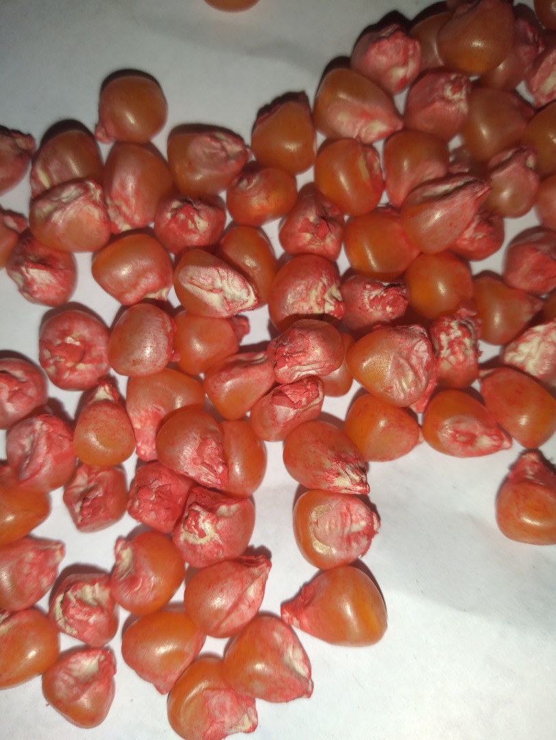Nasiona kukurydzy do sadzenia Dystrybutor firmy Agricomseeds w Peru, Kolumbia, Ekwador, Paragwaj, Wenezuela, Brazylia / Pozdrowienia z daleka