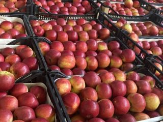 Firma Fruit TF zajmująca się exportem owoców i warzyw,
