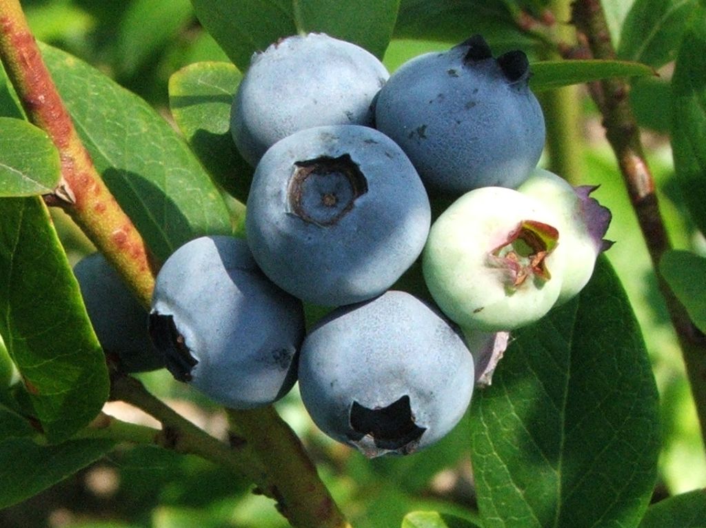 Sprzedam świeżą borówkę - od 100 do 300 kg dziennie