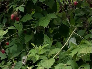 Nasza firma zajmuje się sprzedażą pieczarek, suszonych grzybów oraz