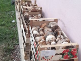 Poszukuję współpracy w zakresie sprzedaży jagód i jagód