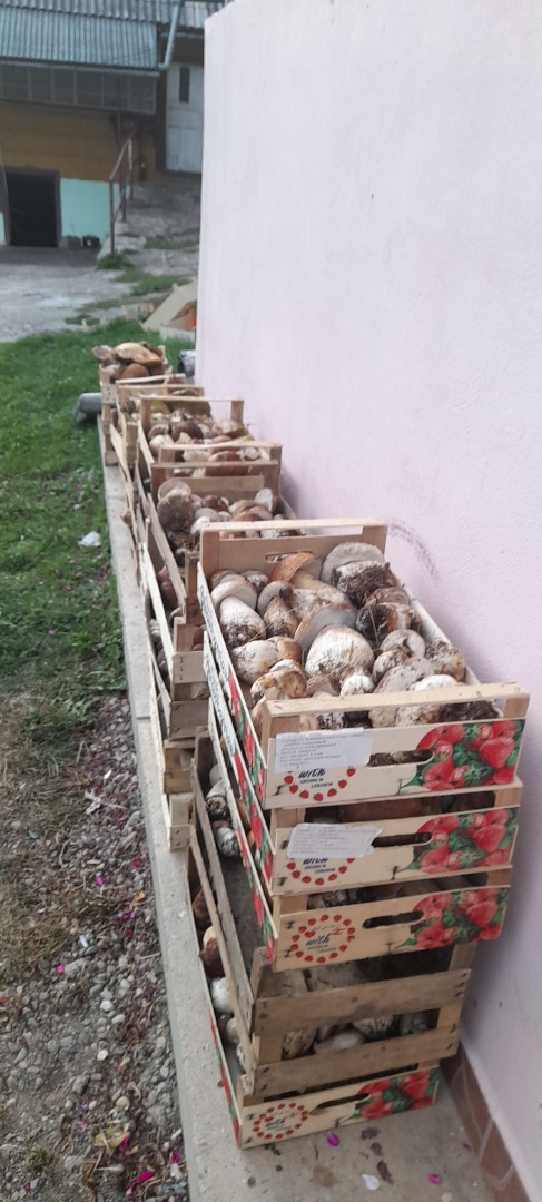 Poszukuję współpracy w zakresie sprzedaży jagód i jagód