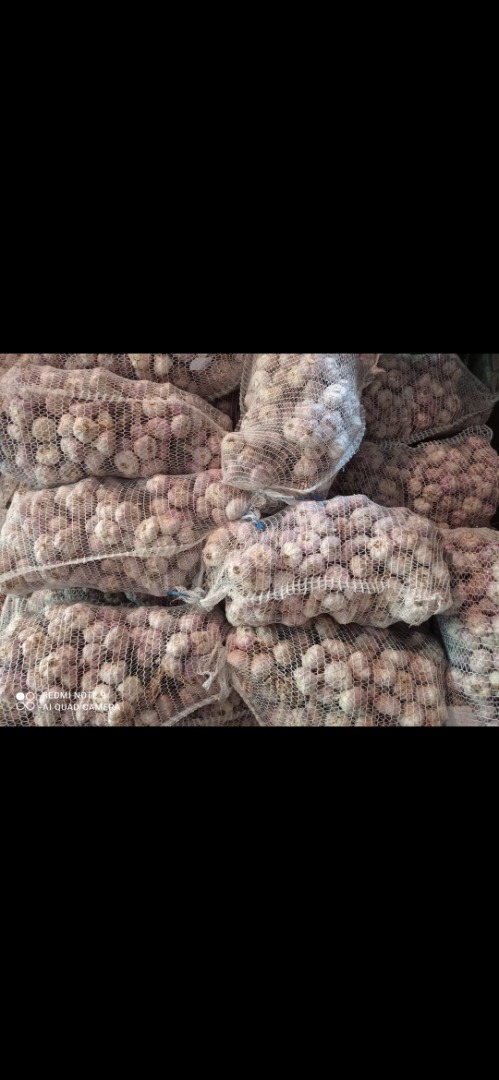 Witam posiadam do sprzedania 600tys szt czosnku zimowego odmiany harnaś w postaci : -Pęczek (obrany na biało związany po 10szt) -Marketówka (Luzem główki